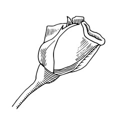 Rosebud hand drawn