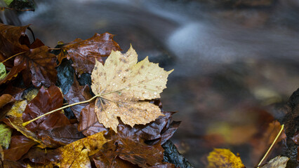 A forest stream in autumn, surrounded by vibrant, colorful leaves.