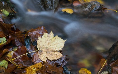 A forest stream in autumn, surrounded by vibrant, colorful leaves.