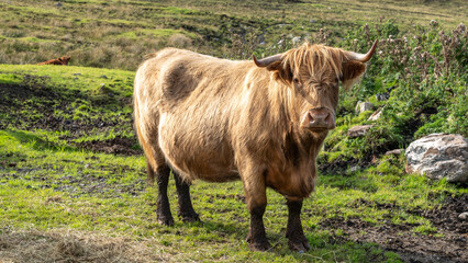Nahaufnahme eines schottischen Hochlandrinds (Bos primigenius f. taurus), das zottelige, haarige...