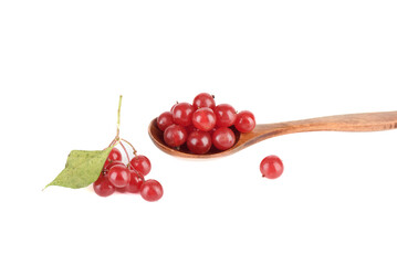 Red viburnum berries on a wooden spoon and on a white background.
