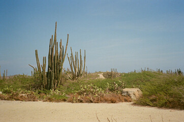 sand dunes in the desert