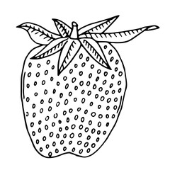 Ripe Strawberry sketch