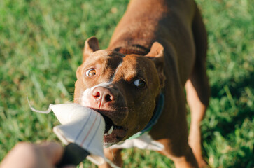 Brown dog joyfully tugging on a toy during a sunny afternoon playtime in a lush green park