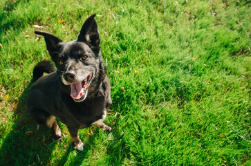 Happy black dog playing on lush green grass in a sunny outdoor park during the day