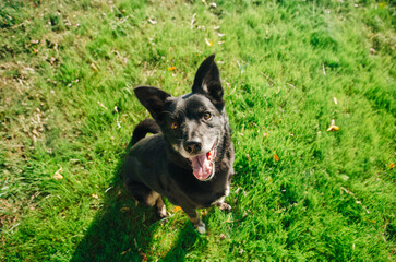 Happy black dog sitting on lush green grass in a sunny park, enjoying a pleasant afternoon outdoors with a bright smile