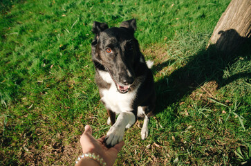 Happy dog reaches out to shake hands with a person on a sunny day in a green park