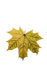 autumn maple leaf