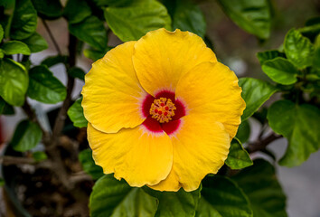 Yellow Hibiscus in the Garden