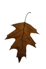 Naklejka premium autumn maple leaf