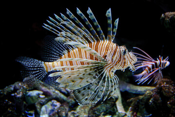 Lion Fish on the prowl