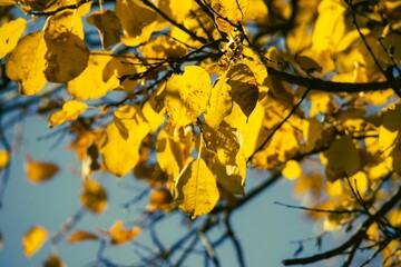 Vibrant yellow autumn leaves against blue sky