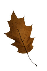 autumn maple leaf
