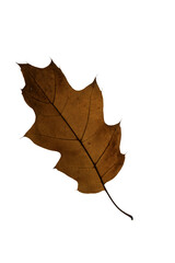 autumn maple leaf