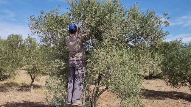 Man harvesting olive trees (Olea europaea) in an orchard in the Mediterranean nature in autumn