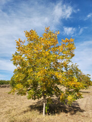 Autumn colors of a Pecan (Carya illinoinensis) tree in an orchard the Mediterranean nature