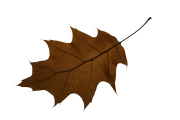 autumn maple leaf