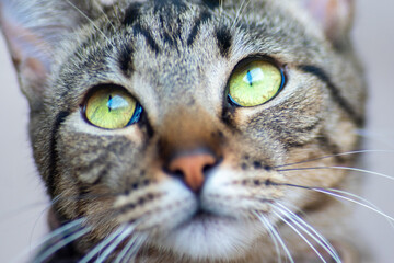 Look like a cat