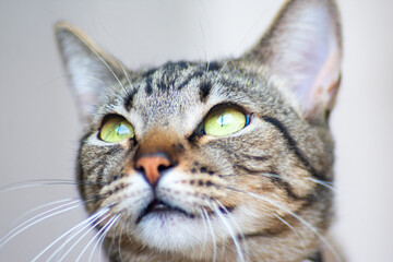 Look like a cat