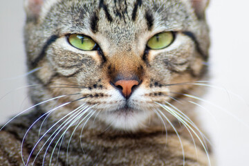 Look like a cat