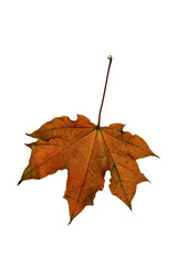 autumn maple leaf