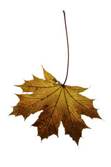autumn maple leaf