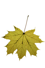 autumn maple leaf