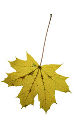 autumn maple leaf
