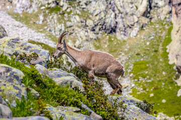Alpine ibex, Capra ibex, steinbock European species of goat living in the Alps. Mountain goat in the Alps near Chamonix Mont Blanc. Wild goat in the natural environment, mammal wildlif of the Alps
