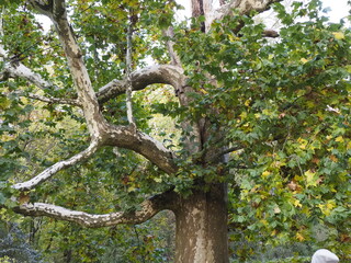 Elegant Interlacing Branches of Tree Against Autumn Sky