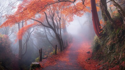 misty autumn morning in a dense forest, orange and red leaves on trees, a path covered with fallen leaves
