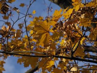 Autumn Leaves on Tree Branches Under Bright Sunlight Against Clear Blue Sky