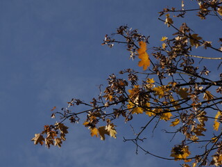 Autumn Branch with Yellow and Brown Leaves Against Clear Blue Sky