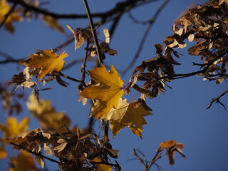 Golden Autumn Leaves Against Clear Blue Sky with Sunlight Filtering Through