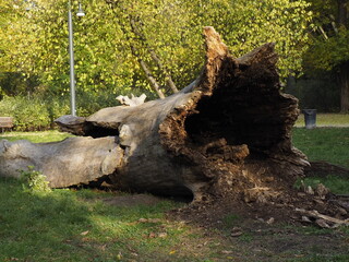 Large Fallen Tree in Park with Exposed Roots and Surrounding Green Foliage