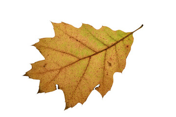 autumn maple leaf
