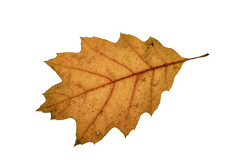 autumn maple leaf