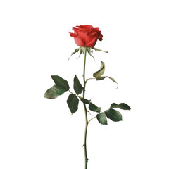 Elegant Red Rose with Green Leaves on White Background