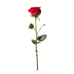 Elegant Red Rose on a Green Stem