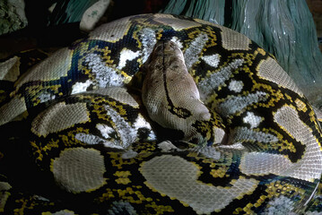 Majestic Python with Intricate Scale Patterns in Natural Habitat