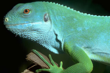 Green Iguana Underwater: Captivating Scaled Reptile with Striking Eyes
