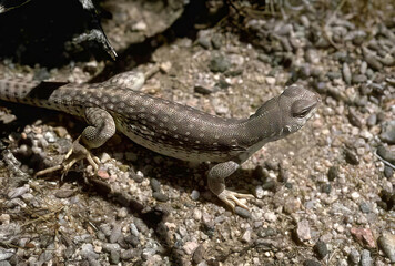 Colorful Lizard basking on the ground in a sunny habitat, scaled reptile in its natural environment