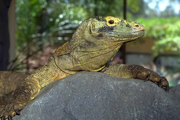 Lizard basking under the sun in its natural habitat