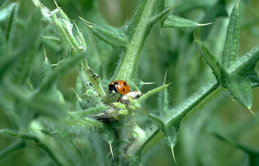 Bees and Insects on a Flowering Plant: Nature's Close-Up