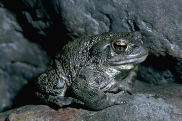 Frog and Toad in their Natural Habitat