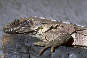 Close-Up of a Colorful Lizard in Nature