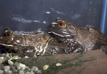 Frog Head Emerging from Water Surrounded by Plants