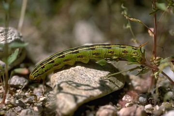 Insect Larva on Flowering Plant Twig