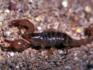 Title: Close-Up of a Soil-Dwelling Isopod Crawling Through the Earth