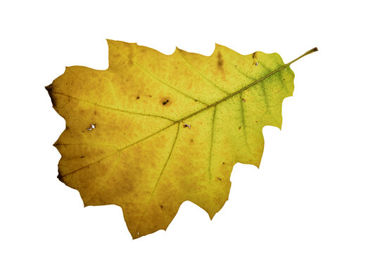 autumn maple leaf